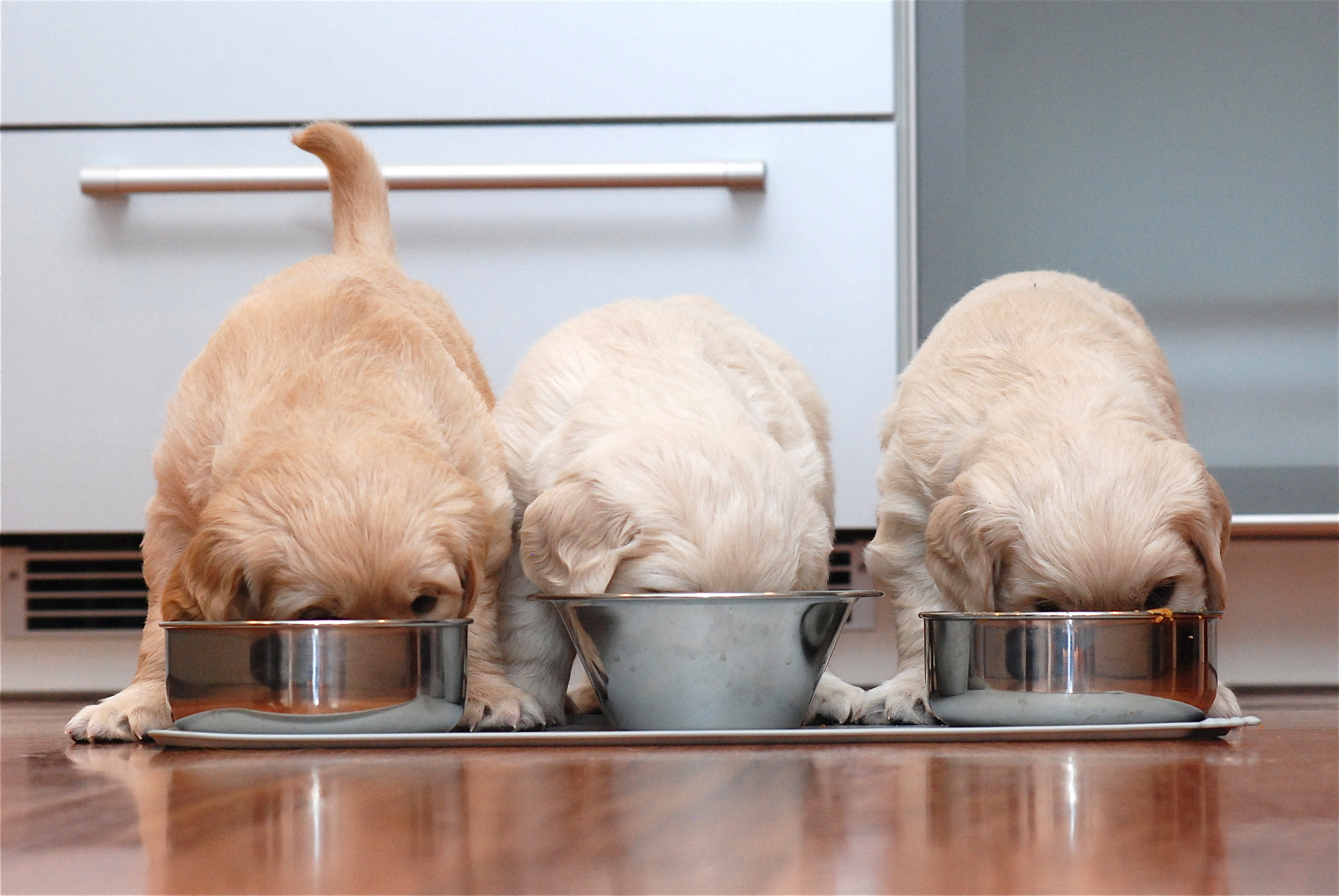 3 puppies eat puppy food