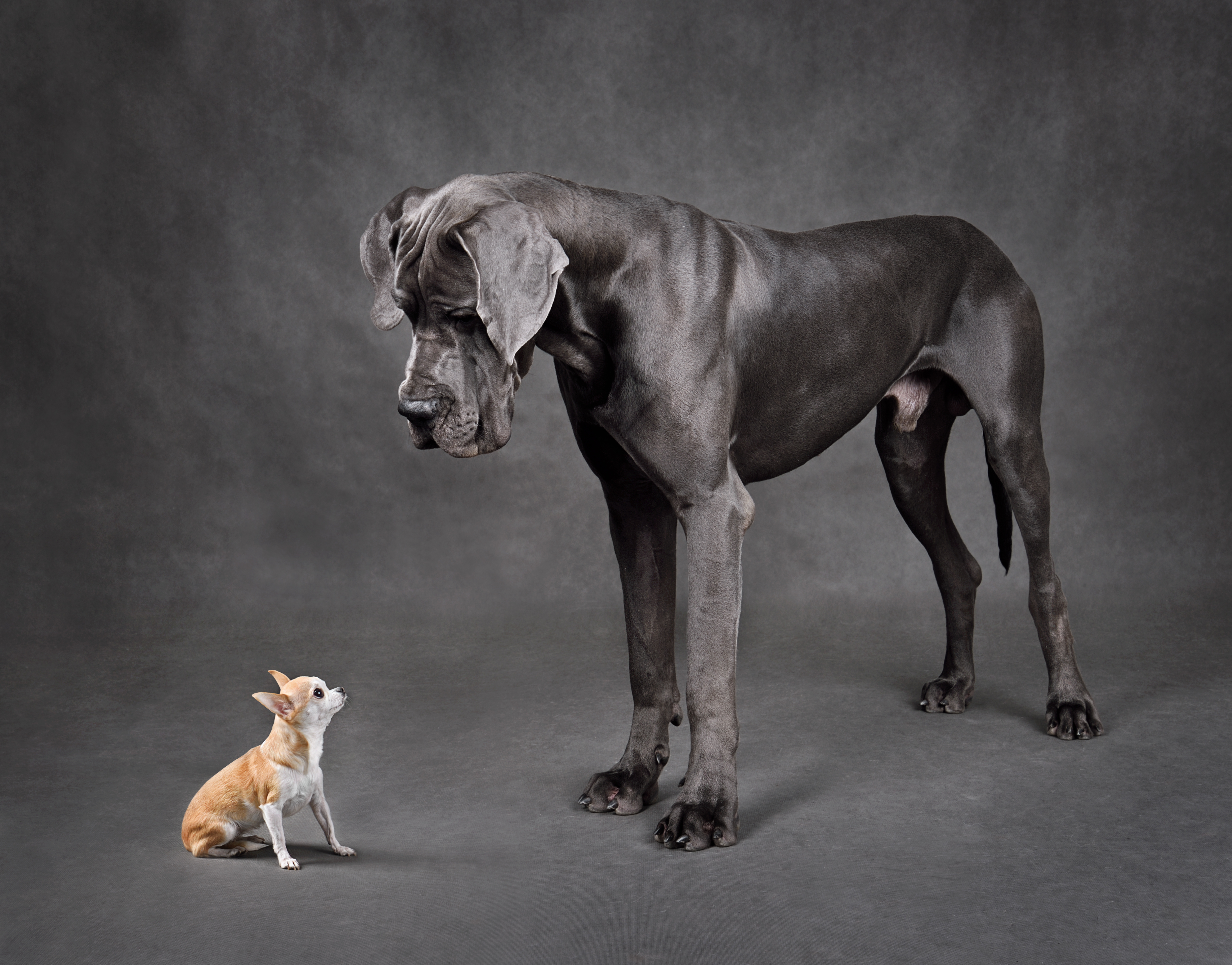 A Mastiff and a small dog 