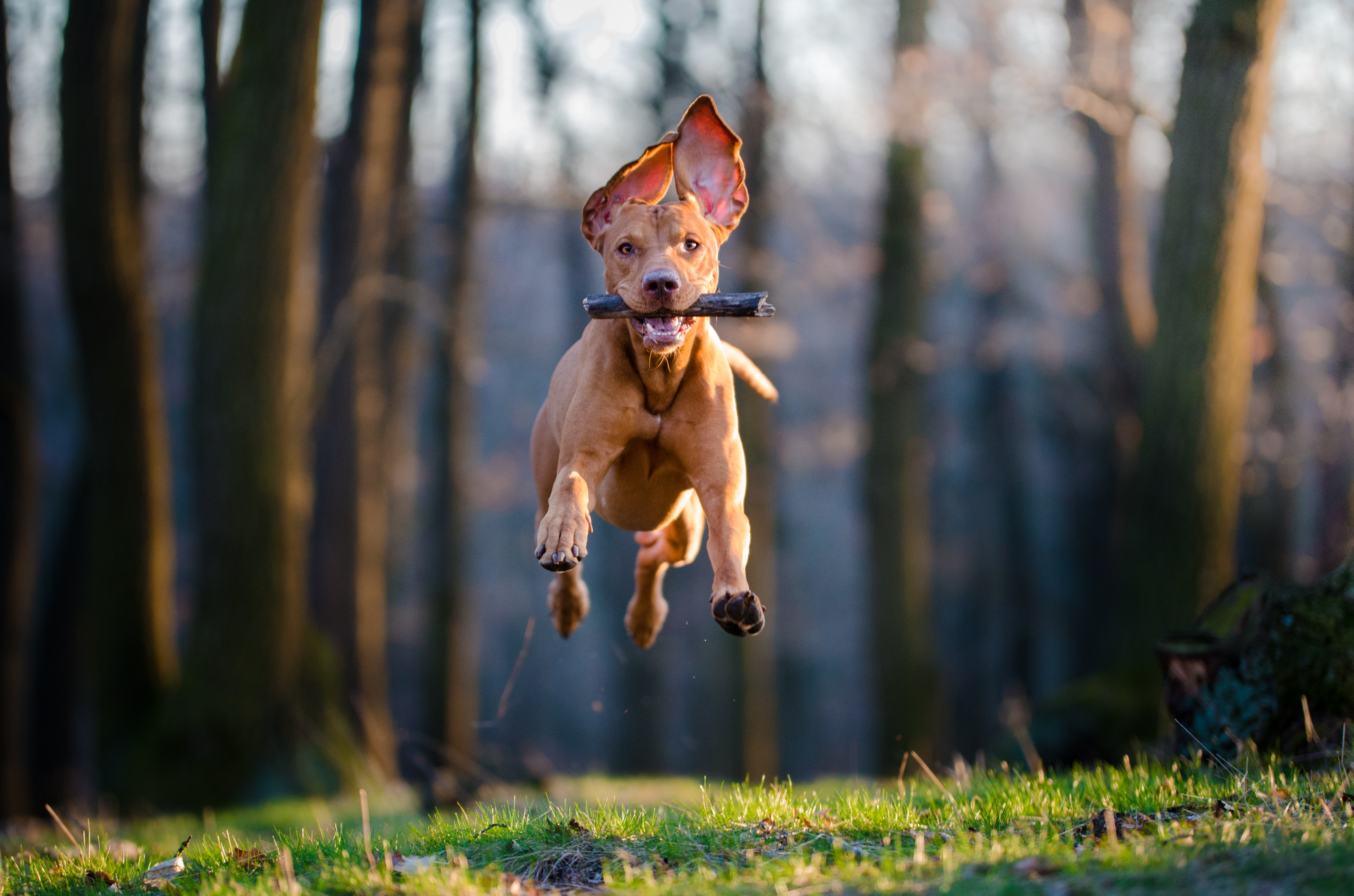 Ein Hund mit Stöckchen im Maul springt im Wald in die Luft.