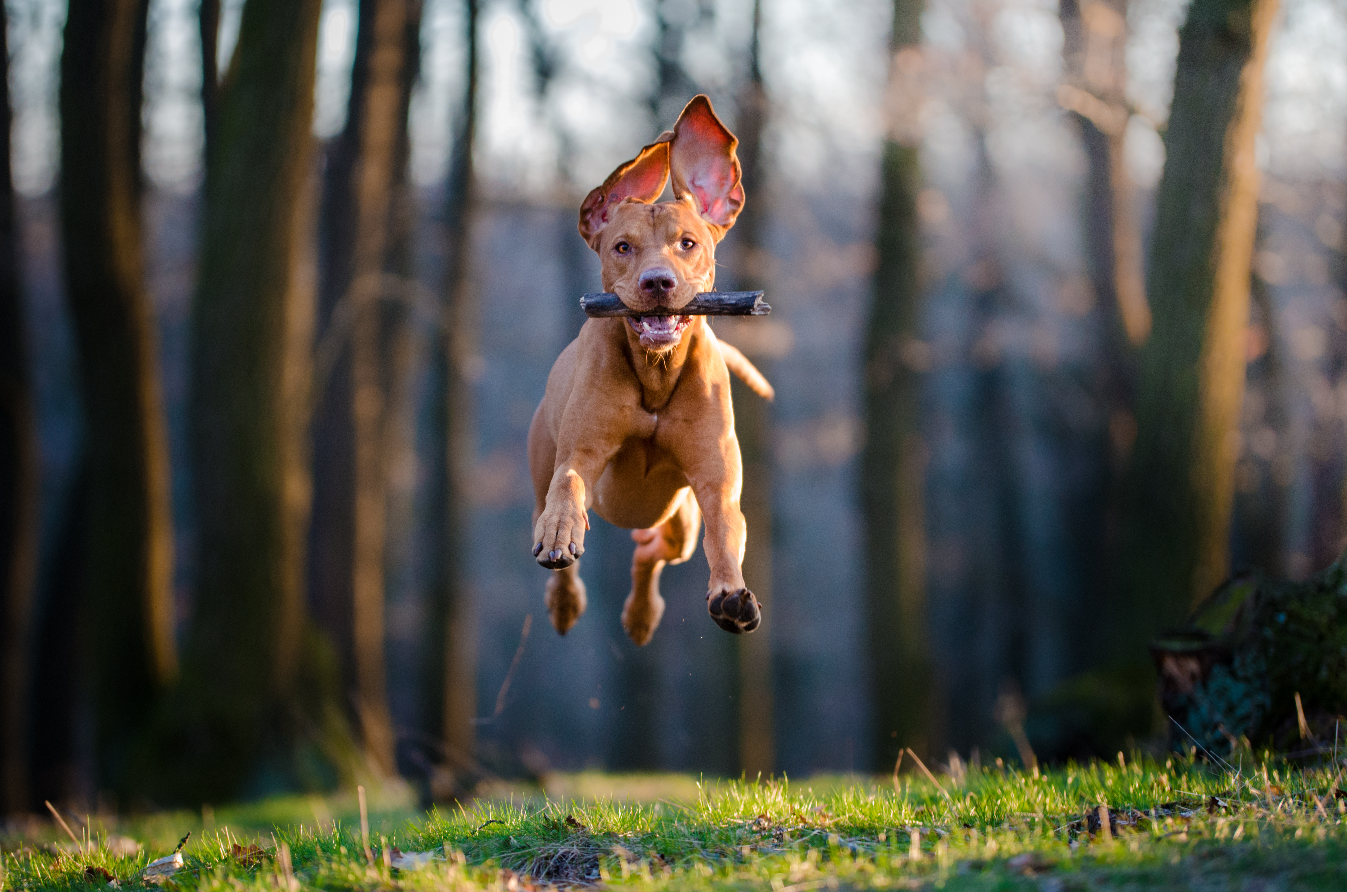 dog is active in nature