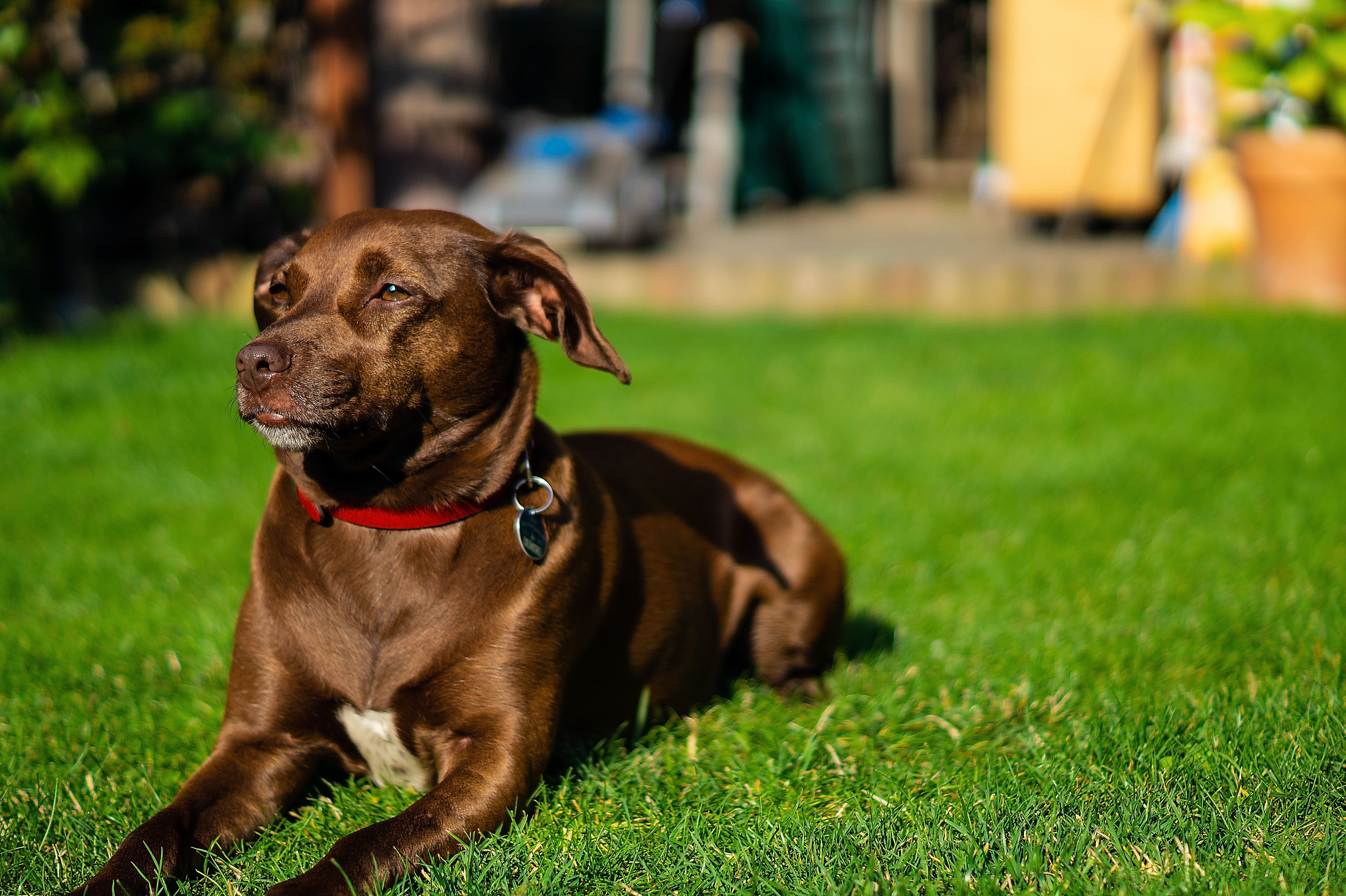 Dog with shiny coat in the garden