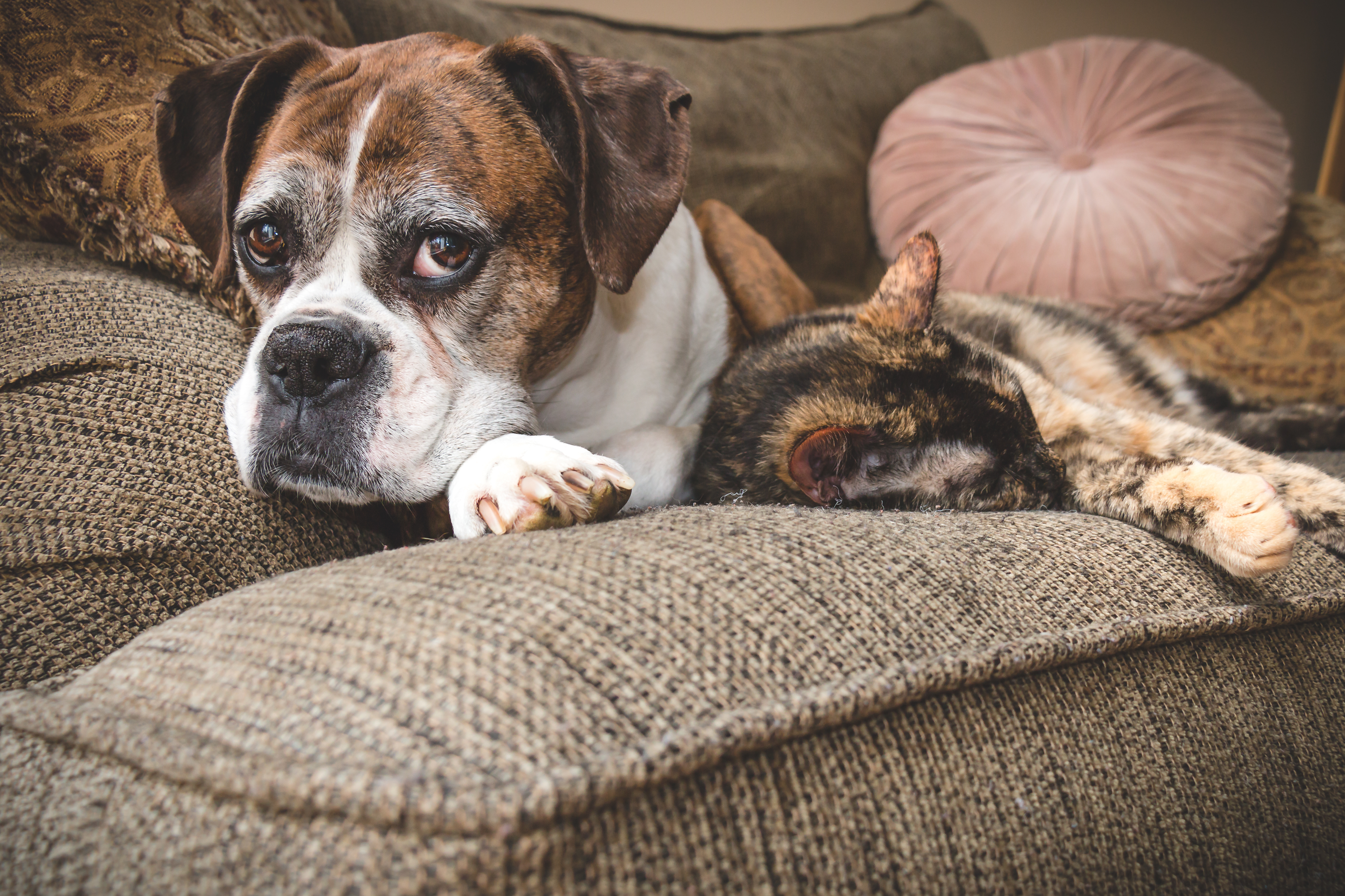 Ein Hund und eine Katze liegen auf der Couch