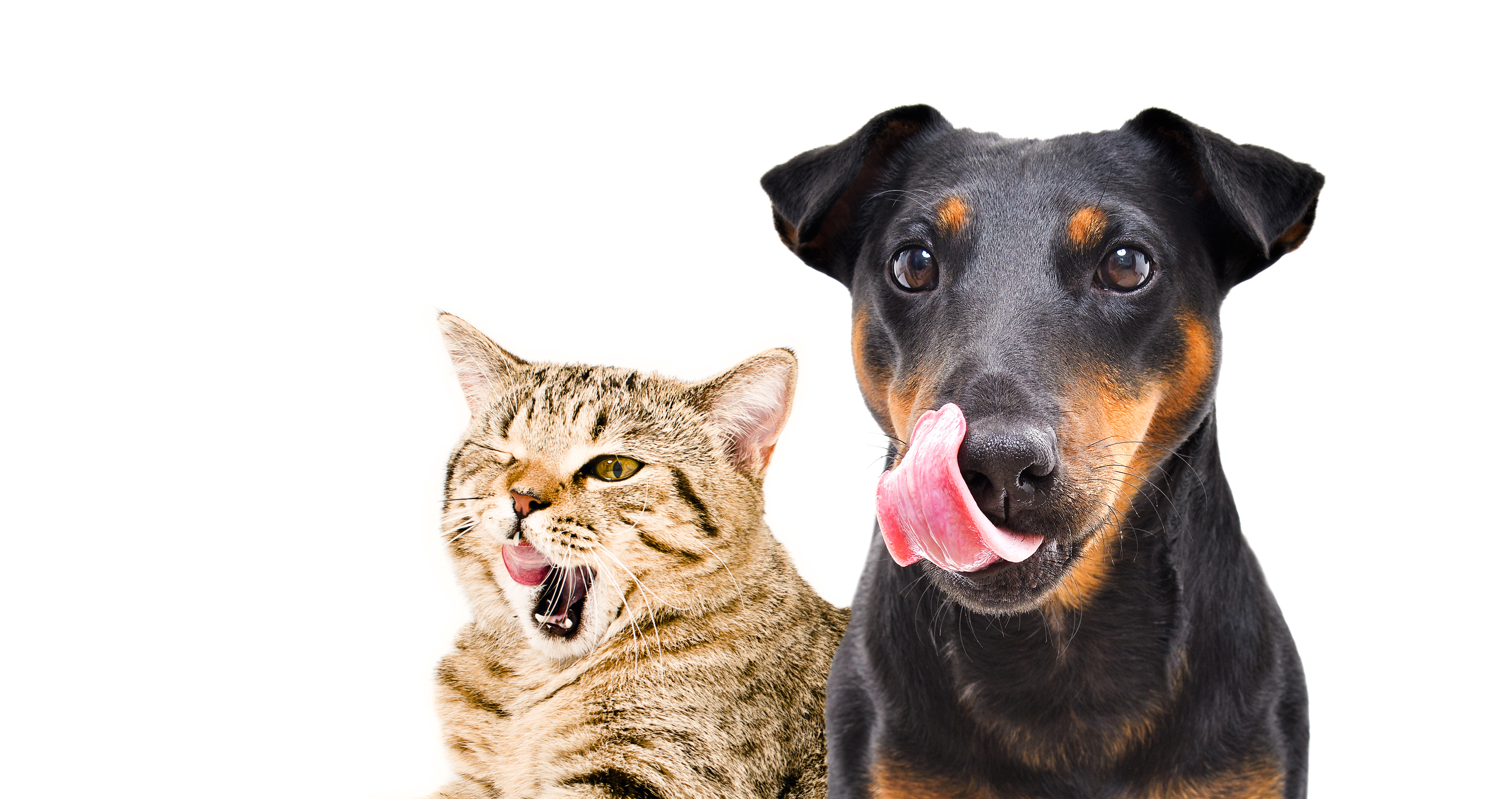 A dog and a cat lick their mouths