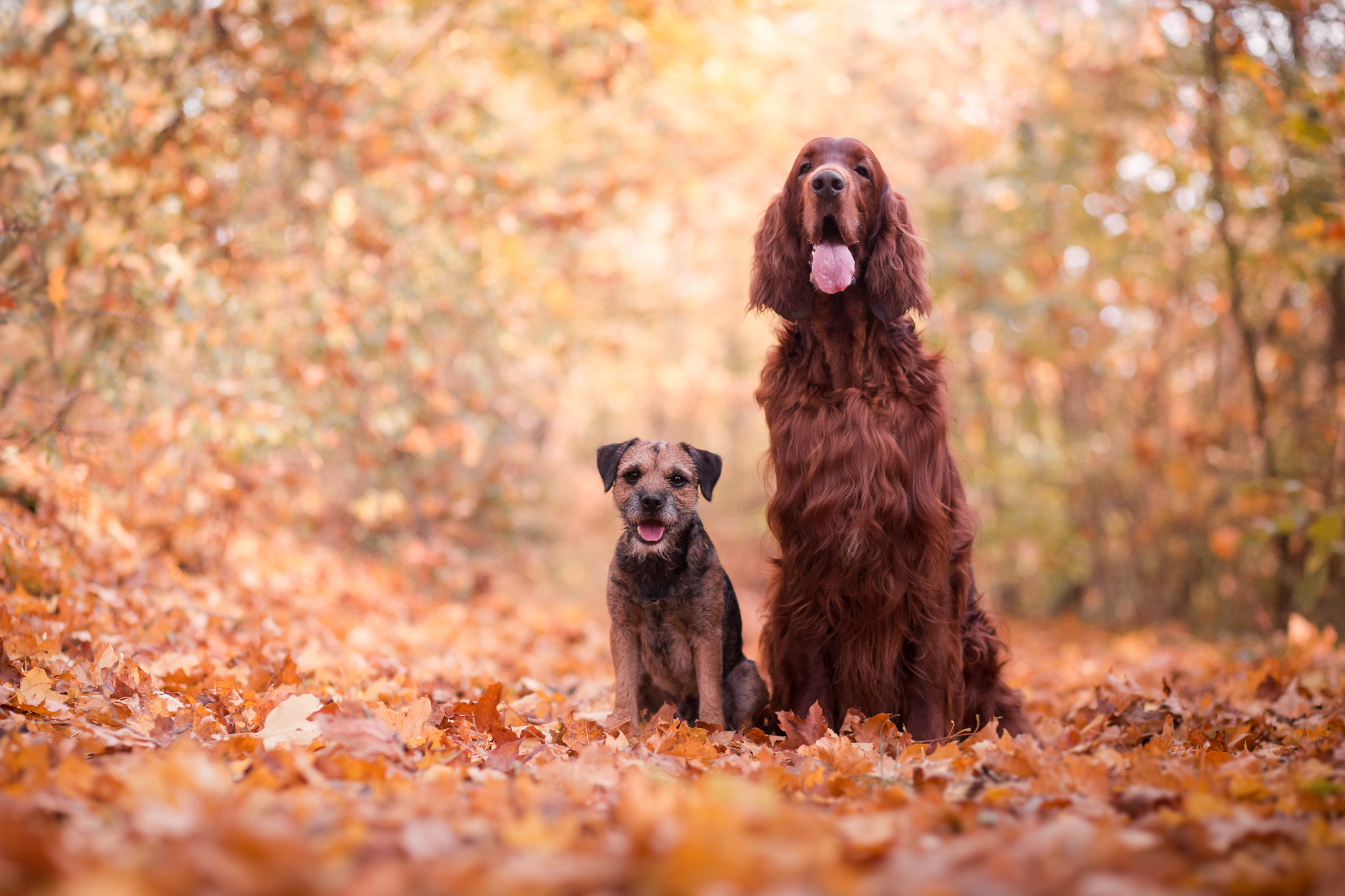 Irish Setter und Border Terrier sitzen nebeneinander im herbstlichen Wald
