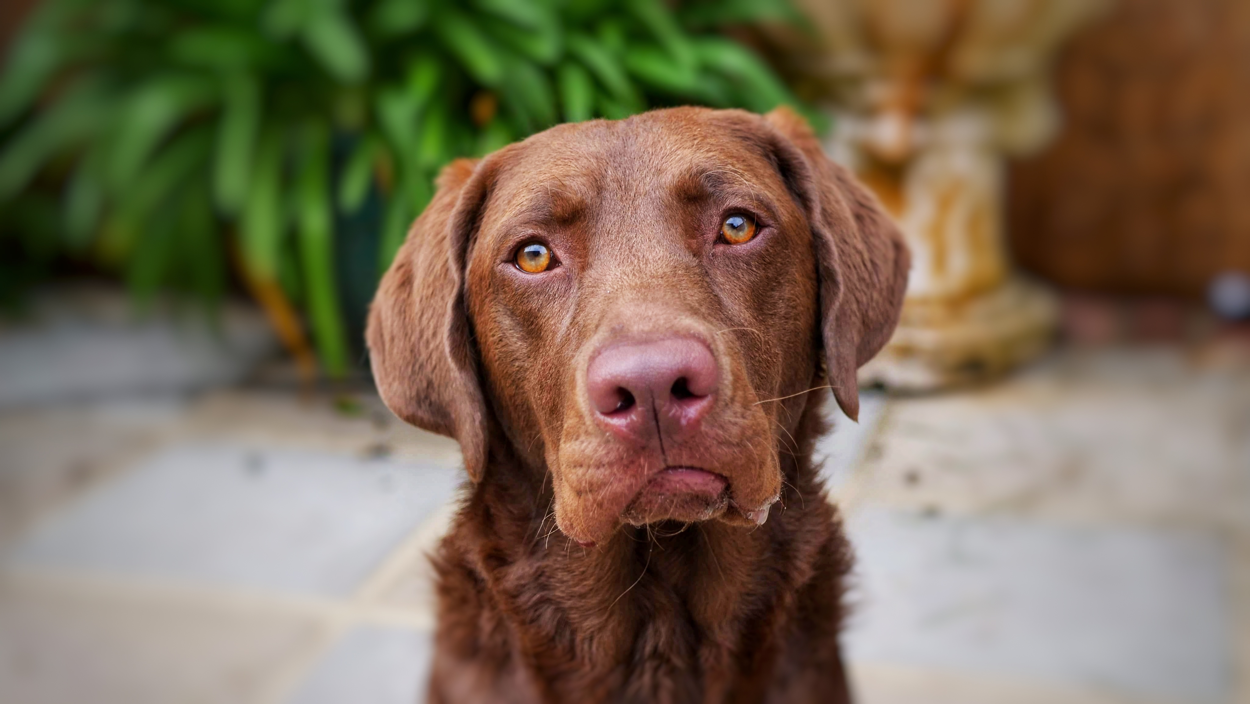 Ein junger Hund schaut traurig.