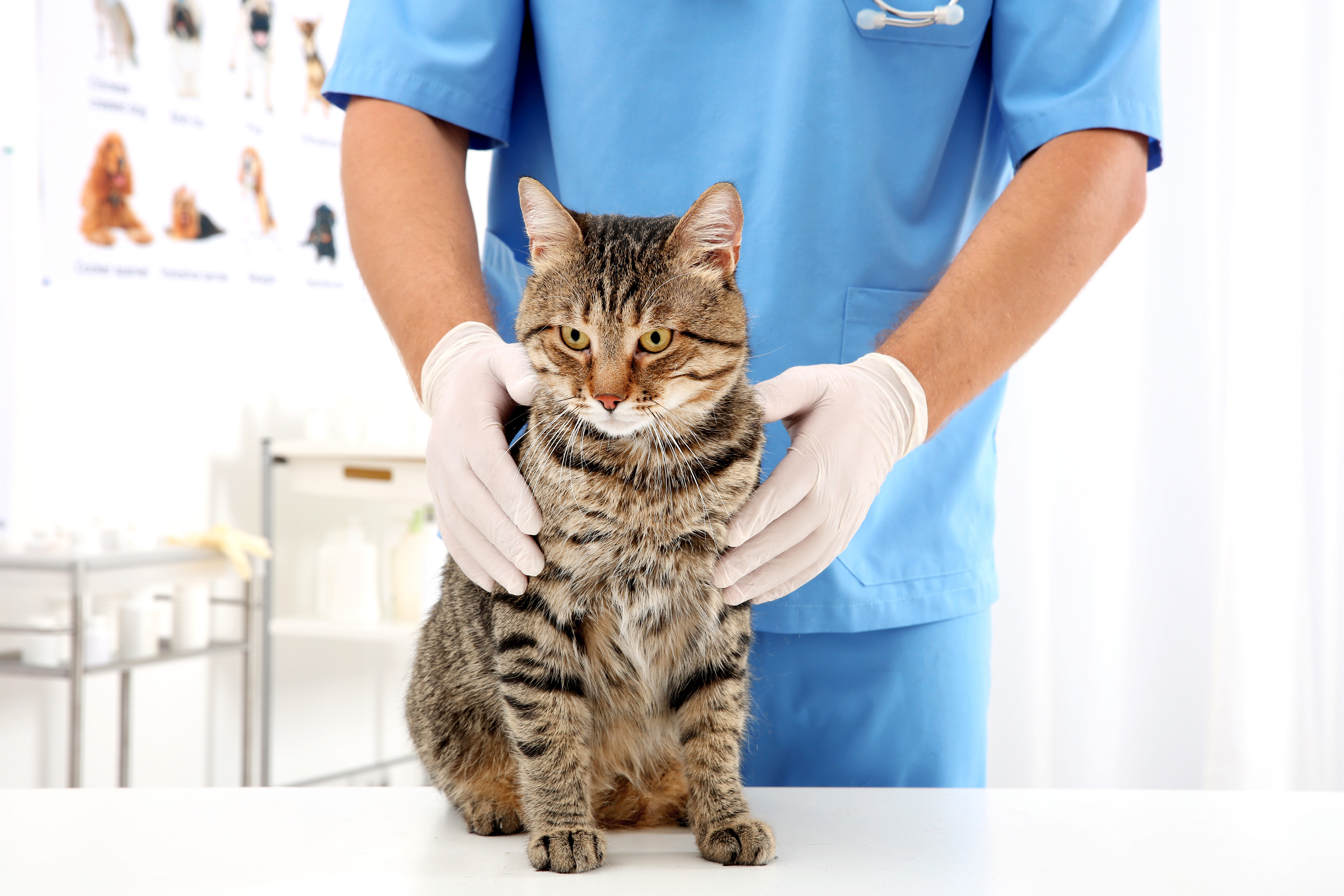 cat-vet A Cat is at the vet
