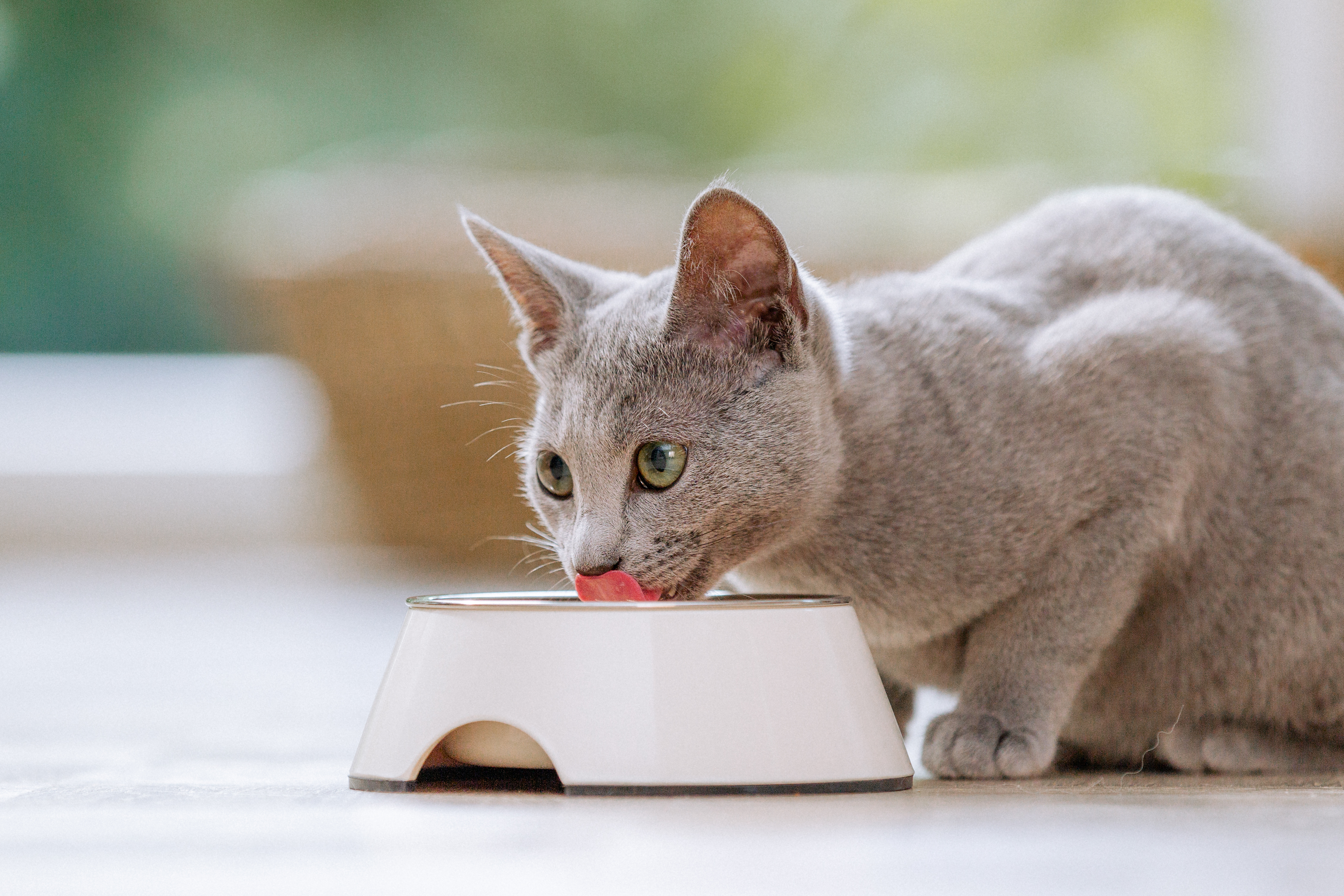 cat-eats A Cat eats their food