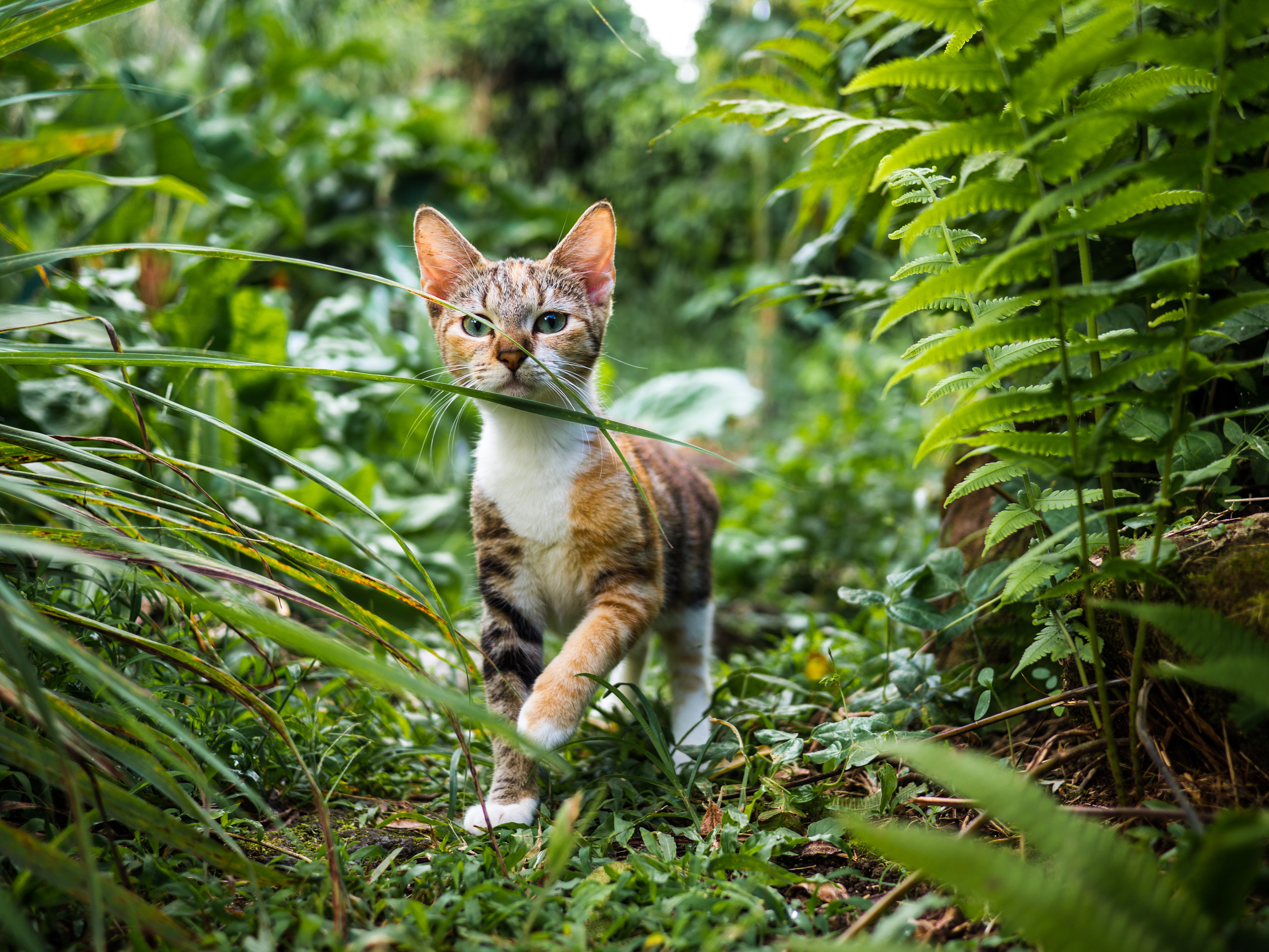 Katze im Gebüsch auf Jagd