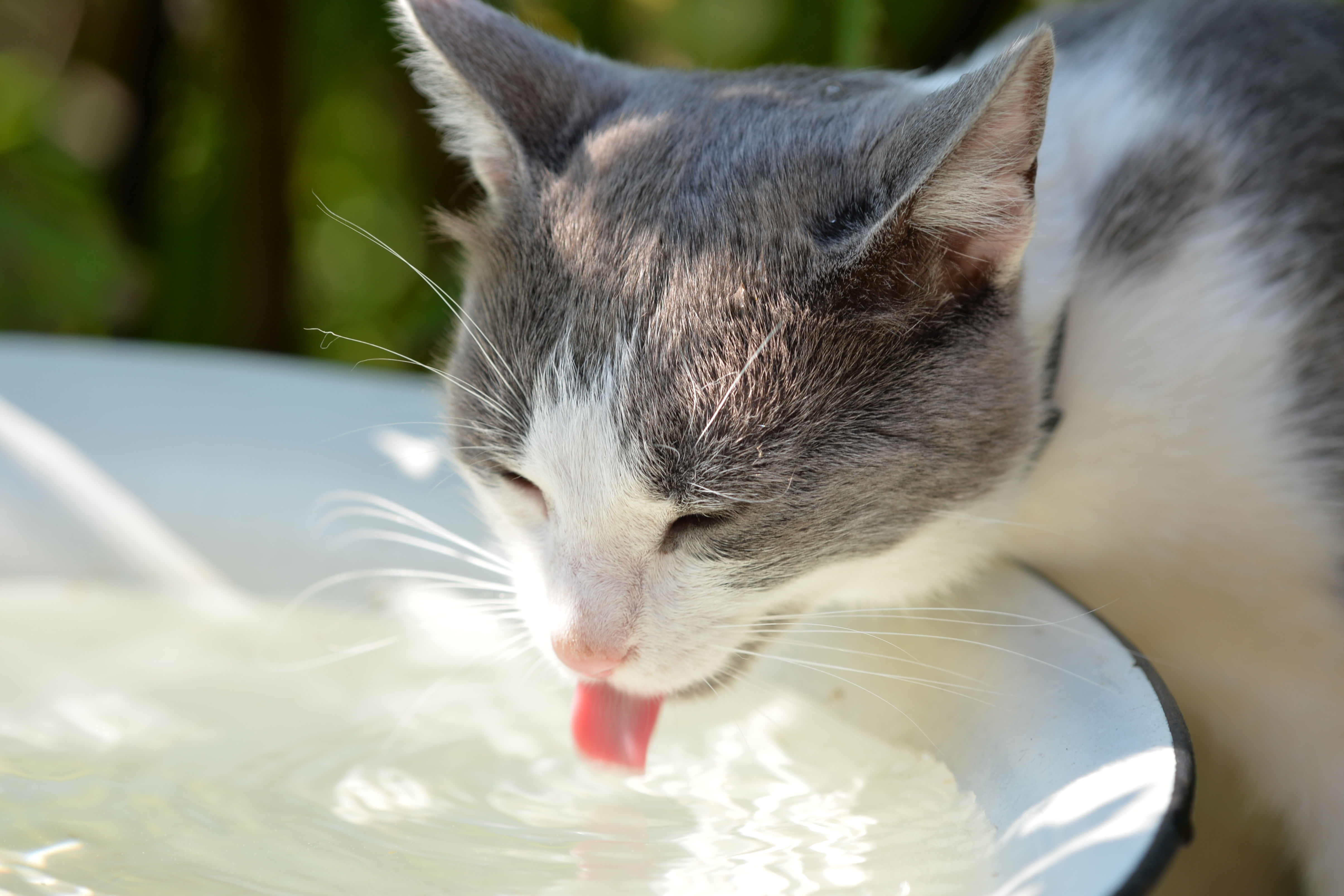 Katze trinkt Wasser aus einem Behälter.
