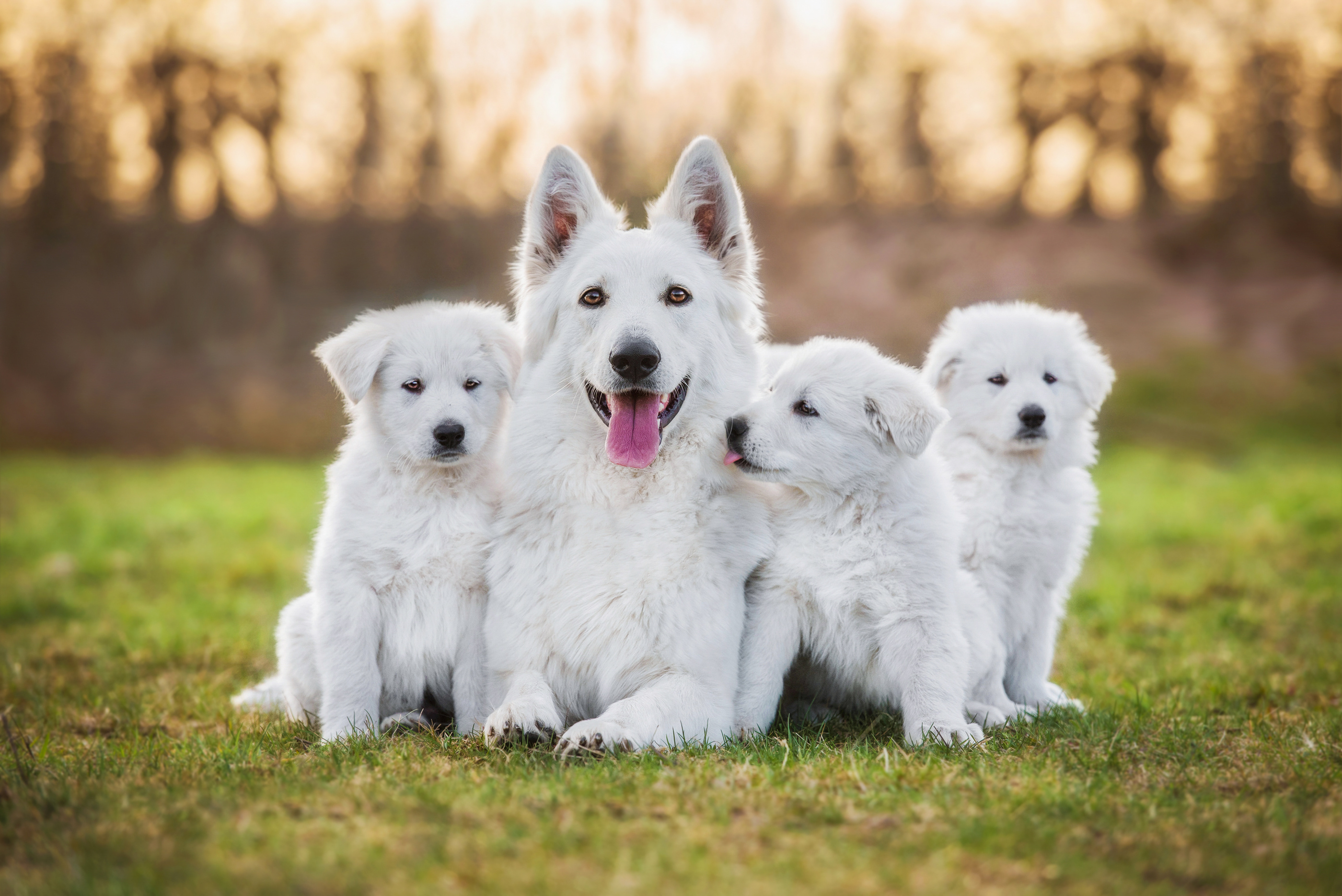 White swiss shepherd with puppies