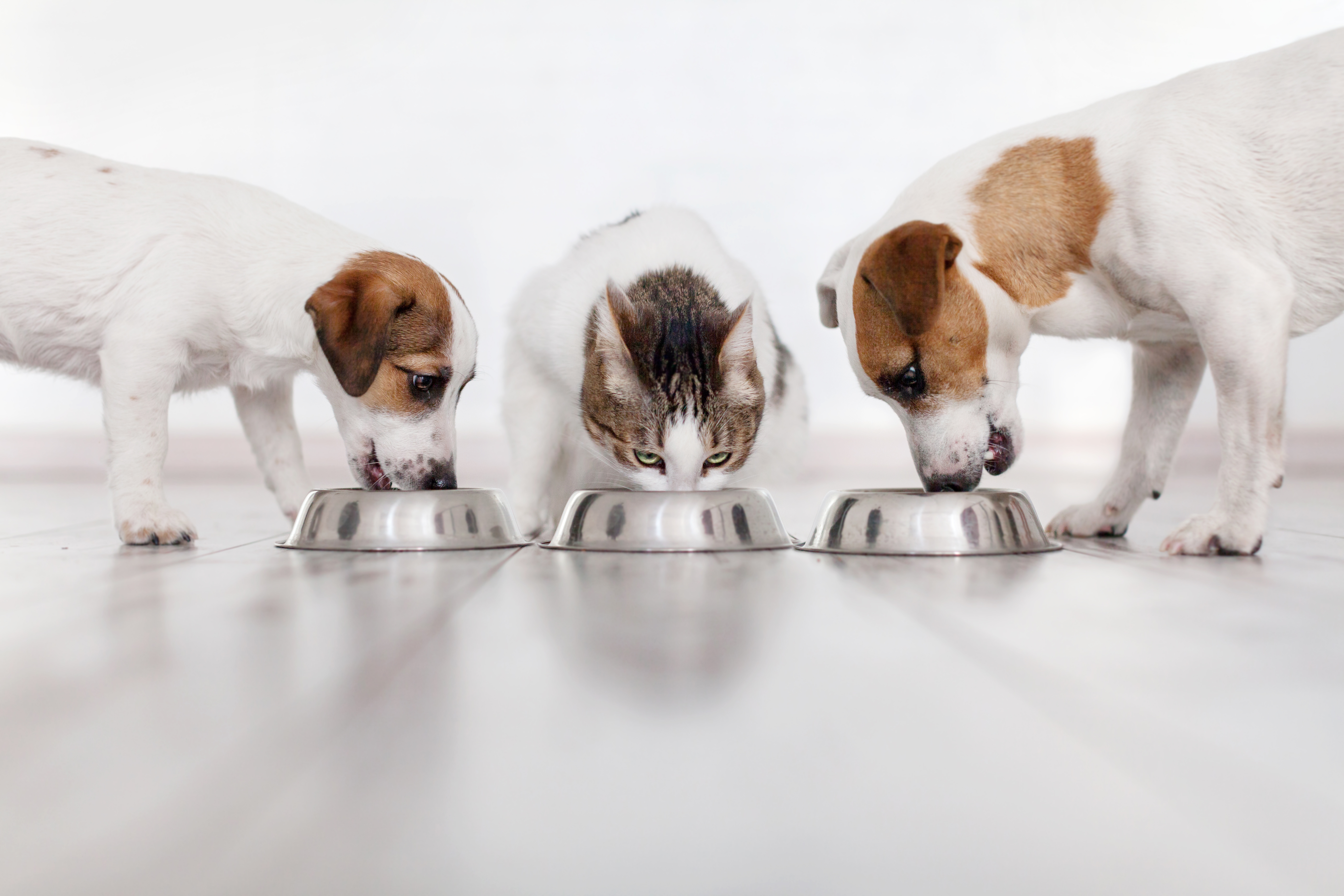 dog-cat-puppy-eat A dog, a cat and a puppy eat their food.